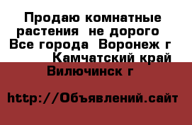Продаю комнатные растения  не дорого - Все города, Воронеж г.  »    . Камчатский край,Вилючинск г.